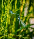 Two dragonflies attached on a marsh plant.