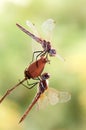 Two dragonflies on an early summer morning