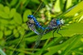 Two Dragonflies Hanging Out On A Leaf