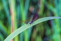 Two dragonflies landed on a leaf above a pond Royalty Free Stock Photo