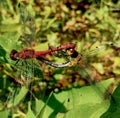 Two dragonflies in love Royalty Free Stock Photo