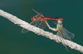 Two dragonflies making sex Royalty Free Stock Photo