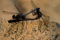 Two dragonflies mating on a brick wall