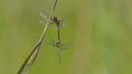 Two dragonflies in reproduction Royalty Free Stock Photo