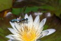 Two Dragonflies resting on a white water lily