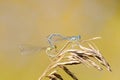 Two dragonflies sit together in the shape of a heart on a summer meadow