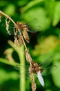 Two dragonflies sitting on a dry stalk Royalty Free Stock Photo