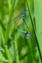 Two dragonflies Zygoptera mate, Odonata is an order of carnivorous insects, encompassing the dragonflies, Anisoptera