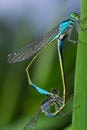 Two dragonflies Zygoptera mate, Odonata is an order of carnivorous insects, encompassing the dragonflies, Anisoptera