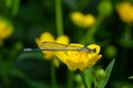 Two dragonflies Zygoptera mate, Odonata is an order of carnivorous insects, encompassing the dragonflies, Anisoptera