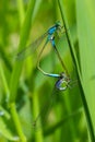 Two dragonflies Zygoptera mate, Odonata is an order of carnivorous insects, encompassing the dragonflies, Anisoptera