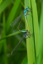 Two dragonflies Zygoptera mate, Odonata is an order of carnivorous insects, encompassing the dragonflies, Anisoptera