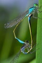 Two dragonflies Zygoptera mate, Odonata is an order of carnivorous insects, encompassing the dragonflies, Anisoptera