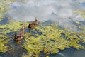 Two drake Mallard duck swimming on pond. Royalty Free Stock Photo