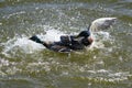 Two Drake Mallard ducks fighting for domination and making many water splashes on a lake Royalty Free Stock Photo