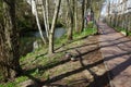 Two drake mallards on the banks of the Wuhle river. Berlin, Germany Royalty Free Stock Photo