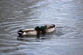 Two drake mallards going head to head on pond in Boise Idaho