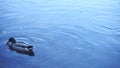 Two drakes swim in calm water