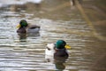 Two drakes swimming in a pond