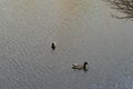 Two drakes swimming in a pond. Wild duck males in river water