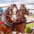 Two Draught Horses In Harness Royalty Free Stock Photo