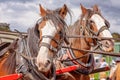 Two dRaught Horses In Harness Royalty Free Stock Photo