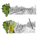 Two drawned sketches landscape of vineyard with hills and color elements. White grapes and grapes with bottle of oil or wine.