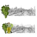 Two drawned sketches landscape of vineyard and town on and color elements. White grapes and grapes with bottle of oil or wine. Vec