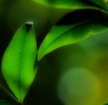 Two Dreamy Blurred Leafs Royalty Free Stock Photo