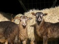 Two Drent Heath Lambs, standing in front of mother sheep. Royalty Free Stock Photo