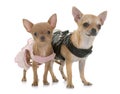 Two dressed chihuahuas