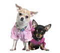 Two dressed Chihuahuas in pink, 8 months old Royalty Free Stock Photo