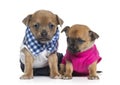 Two dressed Chihuahuas puppies (1 month old)