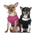 Two dressed Chihuahuas sitting