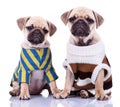 Two dressed pug puppy dogs Royalty Free Stock Photo