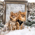 Two dressed-up Chihuahuas on a bridge Royalty Free Stock Photo