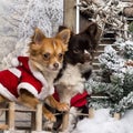 Two dressed-up Chihuahuas on a bridge Royalty Free Stock Photo