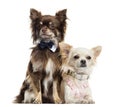 Two dressed up Chihuahuas, isolated Royalty Free Stock Photo