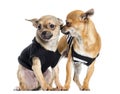 Two dressed up Chihuahuas, isolated Royalty Free Stock Photo