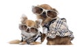 Two dressed up Chihuahuas next to each other wearing glasses Royalty Free Stock Photo