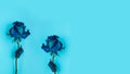 Two Dried blue rose Royalty Free Stock Photo