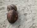 Two dried coconut on the sand background texture Royalty Free Stock Photo