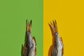 Two dried or jerky salted taranka tails, palatable clipfish isolated on yellow and green background. Popular beer Royalty Free Stock Photo