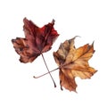 Two Dried Maple Leaves Intertwined Royalty Free Stock Photo