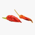 Two dried red hot chili peppers, isolated on a white background Royalty Free Stock Photo