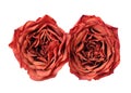 Two dried rose Royalty Free Stock Photo