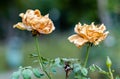 Two dried roses in the garden with green background. old age and senior citizen concept