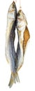 Two dried salted grey mullet fishes