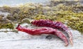 Two dried spicy red peppers on the old Board