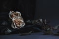 Two dried white roses on gray background with dark velvet drapin